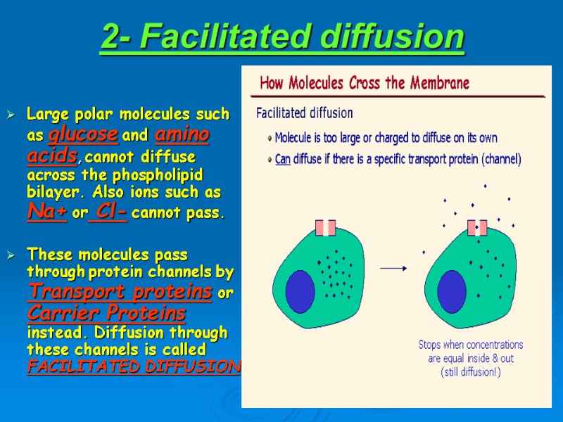 2- Facilitated diffusion Large polar molecules such as glucose and amino acids, cannot diffuse